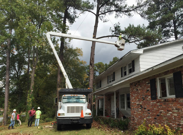 How Our Tree Care Process Works  in  Gatesville, TX